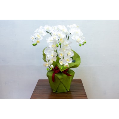 タスカルフラワー胡蝶蘭5本立(ホワイト70cm　花弁黄色)TA-026