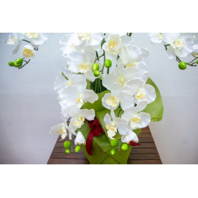 タスカルフラワー胡蝶蘭5本立(ホワイト70cm　花弁黄色)TA-026
