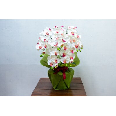 タスカルフラワー胡蝶蘭5本立(ホワイト70cm　花弁赤)TA-027