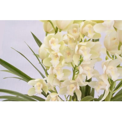 洋らん シンビジューム「アイスダンス」 (2本立)