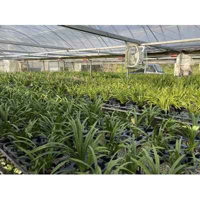 洋らん シンビジューム「アイスダンス」 (2本立)