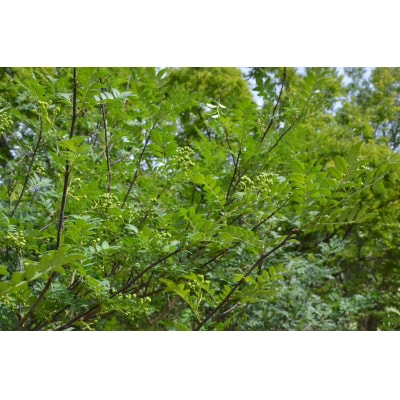 【0.5kg】青実山椒(枝付)初期物 