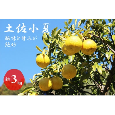 土佐小夏(約3kg)