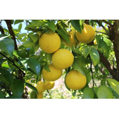 土佐小夏(約3kg)