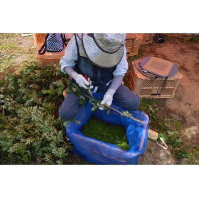 【1kg】青実山椒(枝付)初期物