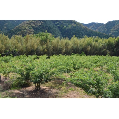 【1kg】青実山椒(枝付)初期物