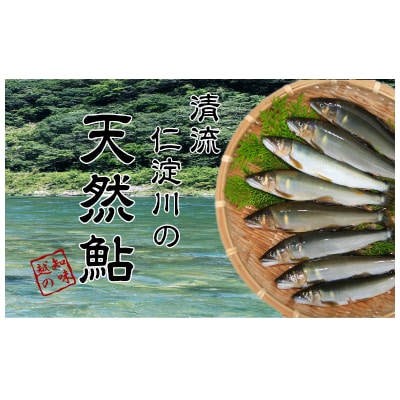  (2026年先行受付)高知県仁淀川の天然鮎(冷凍)約500g