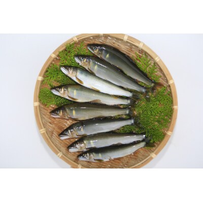  (2026年先行受付)高知県仁淀川の天然鮎(冷凍)約500g