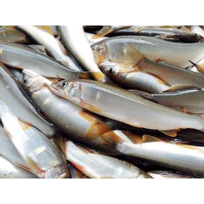  (2026年先行受付)高知県仁淀川の天然鮎(冷凍)約500g