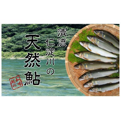 (2026年先行受付)高知県仁淀川の天然鮎　約500g