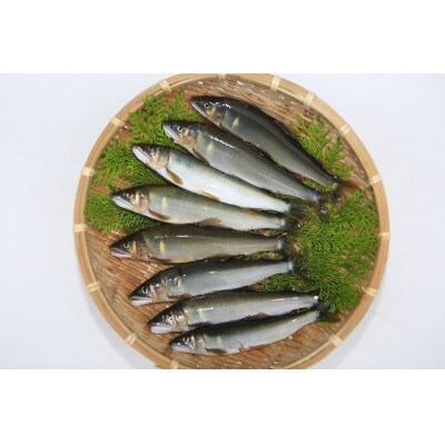 (2026年先行受付)高知県仁淀川の天然鮎　約500g