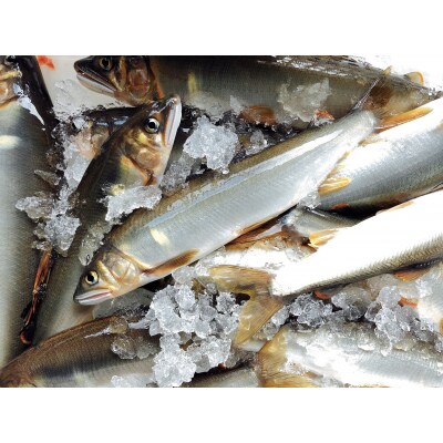 (2026年先行受付)高知県仁淀川の天然鮎　約500g