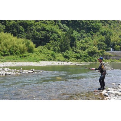 (2026年先行受付)高知県仁淀川の天然鮎　約500g