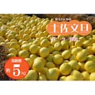 【2026年発送】森下さん家の(家庭用)土佐文旦(約5kg/8～12玉) 　フルーツ 果物 新鮮