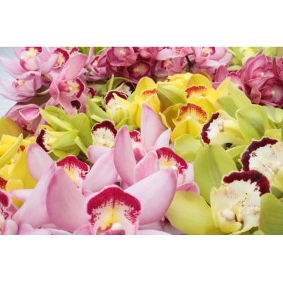 洋らん シンビジューム「切り花ミックス」(小)