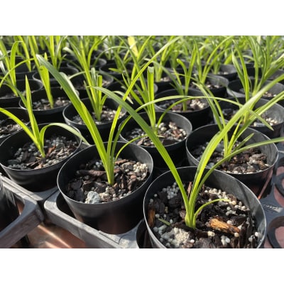 洋らん シンビジューム「切り花ミックス」(中)