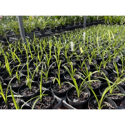 洋らん シンビジューム「苺の雫」 (2本立)