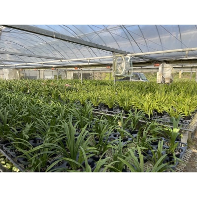 洋らん シンビジューム 「萌香」 3本立