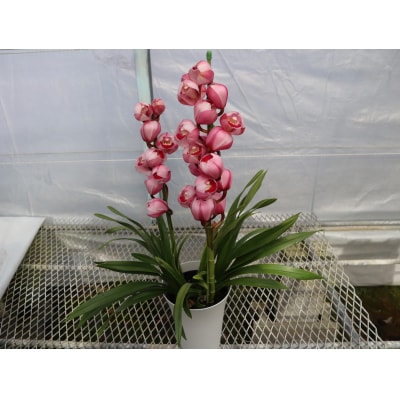 洋らん シンビジューム 「萌香」 2本立