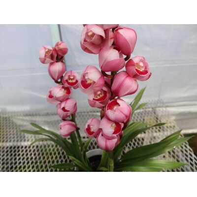 洋らん シンビジューム 「萌香」 2本立