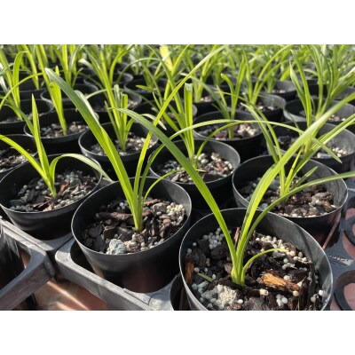 洋らん シンビジューム 「萌香」 2本立