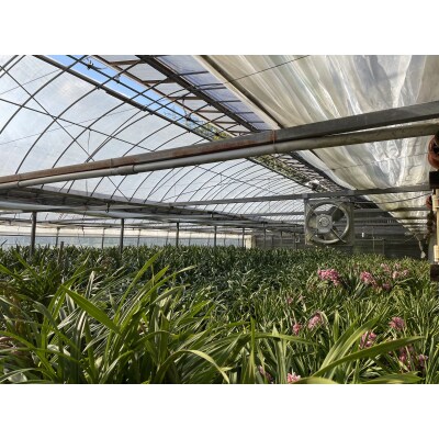 洋らん シンビジューム 「萌香」 2本立