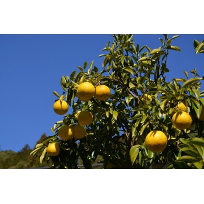 【2026年発送】森下さん家の(家庭用)土佐小夏(約3kg)