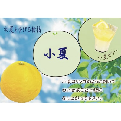 【2025年発送】森下さん家の(家庭用)土佐小夏(約3kg)