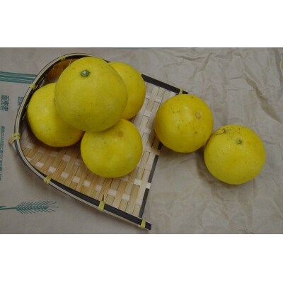 【2026年発送】森下さん家の(家庭用)土佐小夏(約5kg) 