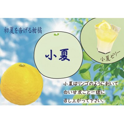【2025年発送】森下さん家の(家庭用)土佐小夏(約5kg) 