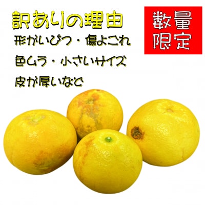 【さとふる限定】【生産者緊急支援品】【訳あり】土佐文旦 家庭用(M～5L混合サイズ) 約10kg