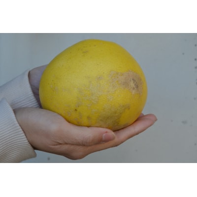 【さとふる限定】【生産者緊急支援品】【訳あり】土佐文旦 家庭用(M～5L混合サイズ) 約10kg