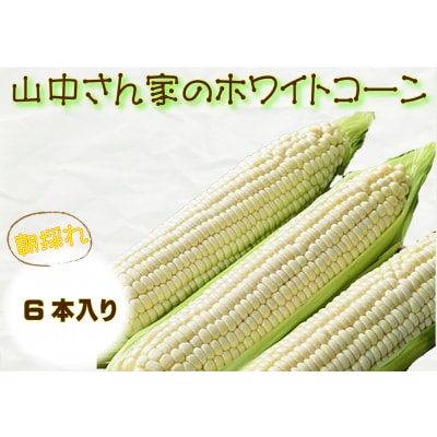 【期間限定】≪数量限定≫ 山中さんの朝採れ　ホワイトコーン