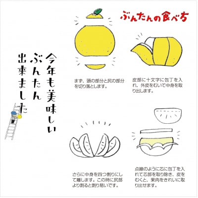 【2026年発送】岡林農園の(家庭用)土佐文旦(約5kg/8～12玉)  栽培期間中 農薬不使用
