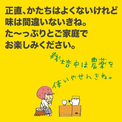 【先行予約 2027年2月～発送】岡林農園の土佐文旦 5kg 家庭用 フルーツ 果物 柑橘 文旦