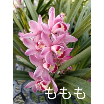 洋らん シンビジューム 「ももも」 2本立