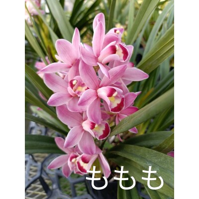 洋らん シンビジューム 「ももも」 2本立