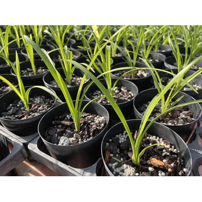 洋らん シンビジューム 「ももも」 2本立