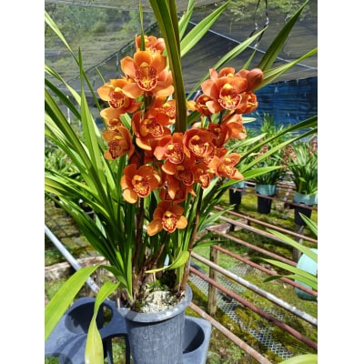 洋らん シンビジューム 「マジョリカ」 2本立