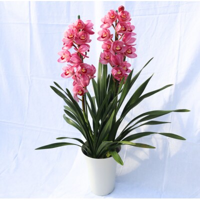 洋らん シンビジューム「苺の雫」 (4本立)