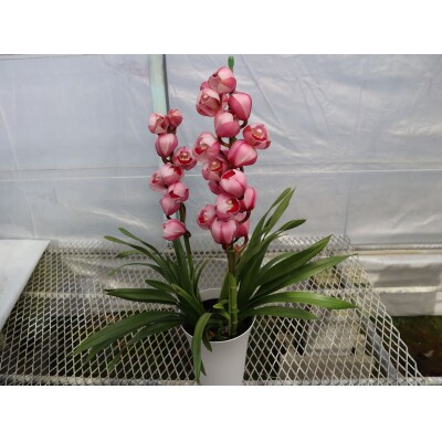 洋らん シンビジューム 「萌香」 4本立