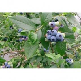 大分県 果物 フルーツ 人気お礼品ランキング 週間 ふるさと納税サイト さとふる