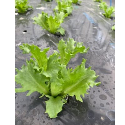 大分県産　全力!高原野菜セット