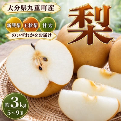 【2026年9月下旬より順次発送】九重町産 梨 約3kg(5～9玉) 新興・王秋・甘太のいずれか1種