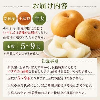 【2026年9月下旬より順次発送】九重町産 梨 約3kg(5～9玉) 新興・王秋・甘太のいずれか1種