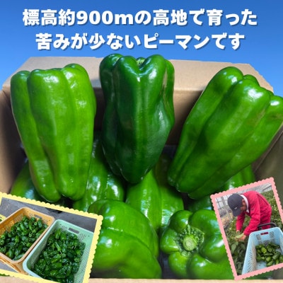 【さとふる限定】【先行受付】大分県九重町産 ピーマン 約1.5kg