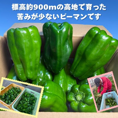 【さとふる限定】【先行受付】大分県九重町産 ピーマン 約4.5kg