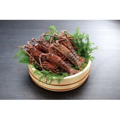 伊勢えび 活 3 7尾 1 15 1 25キログラム お礼品詳細 ふるさと納税なら さとふる