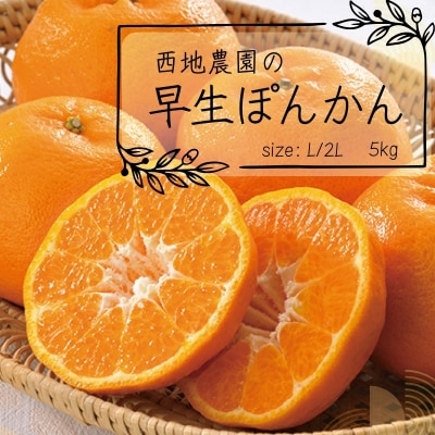 L・2L 西地農園の早生ぽんかん 5kg【2025年12月末から発送】【mnd001】