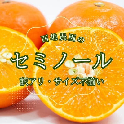 2級果 サイズ不揃い 訳あり 西地農園のセミノール4.5kg【3月中旬～順次発送】【mnd006B】